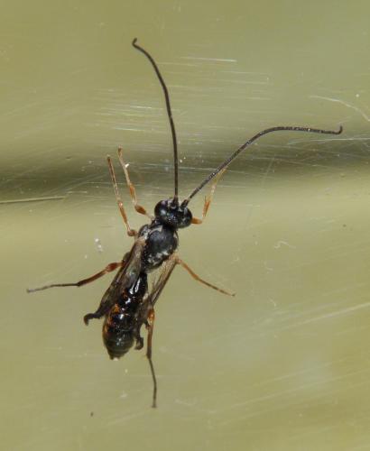 Ctenopelmatinae